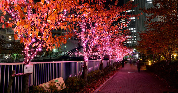 Iluminan famosos cerezos con LED en Tokio